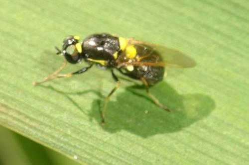 Oxycera leonina